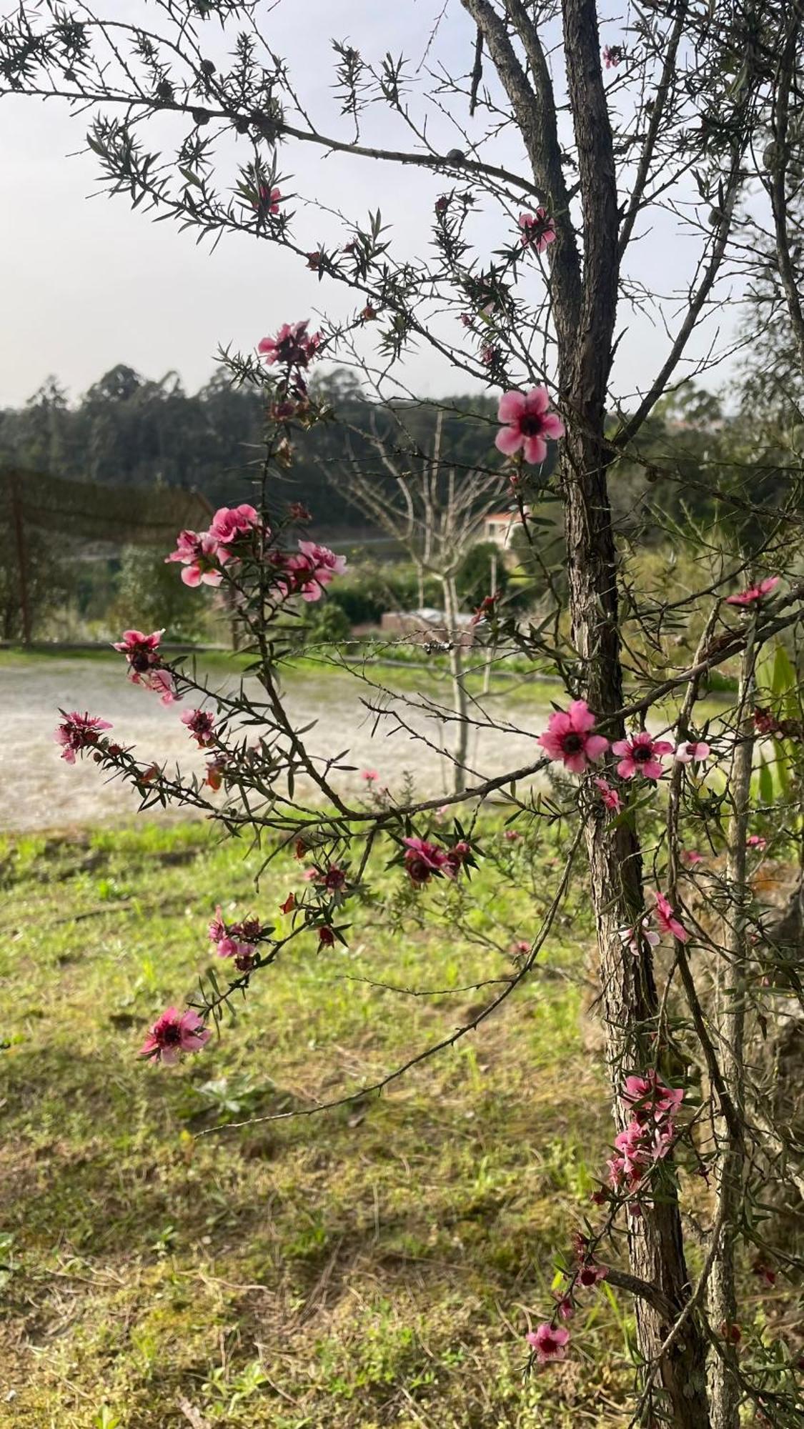 Quinta De Villasete Alpendurada Exteriér fotografie