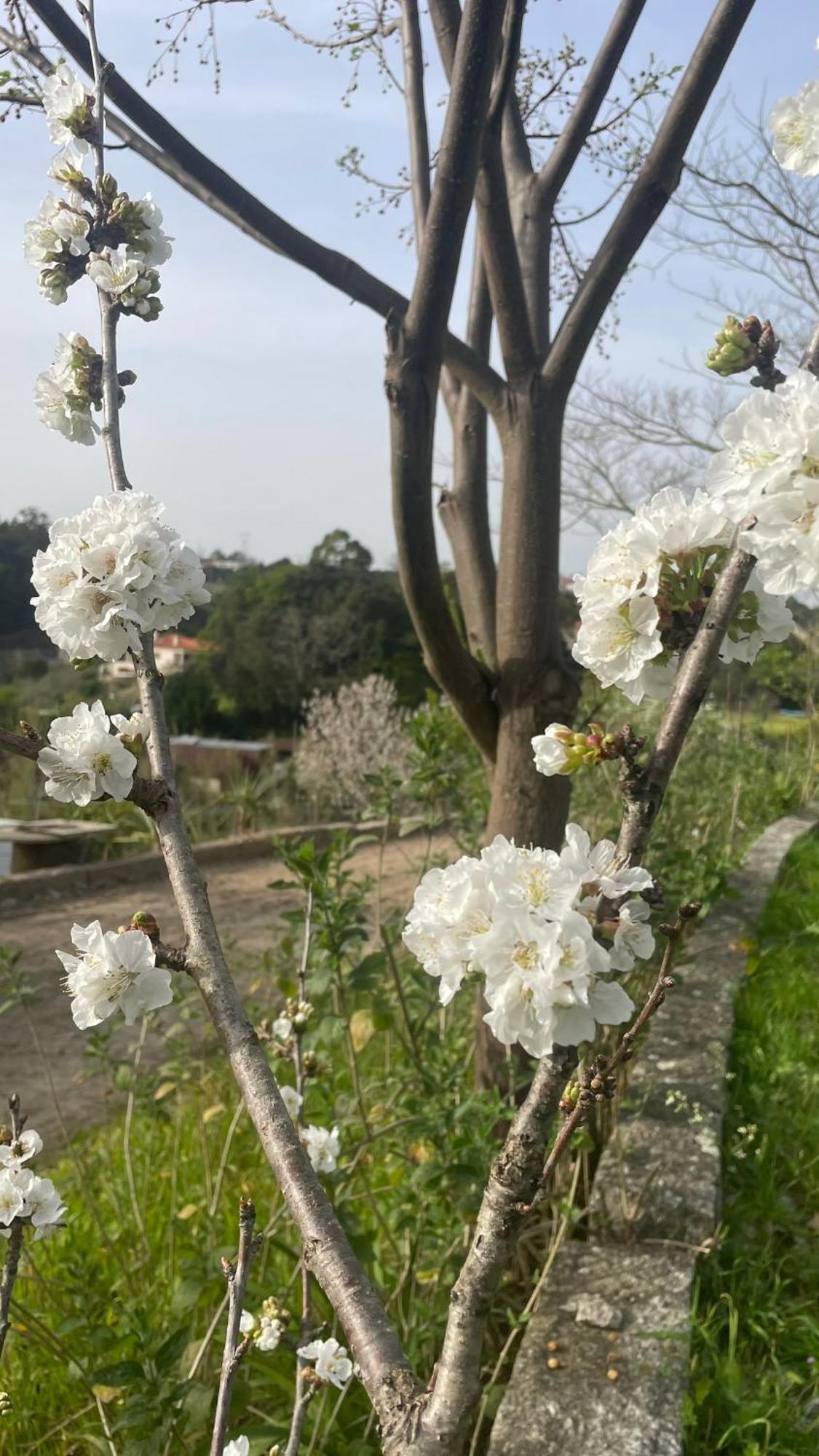 Quinta De Villasete Alpendurada Exteriér fotografie