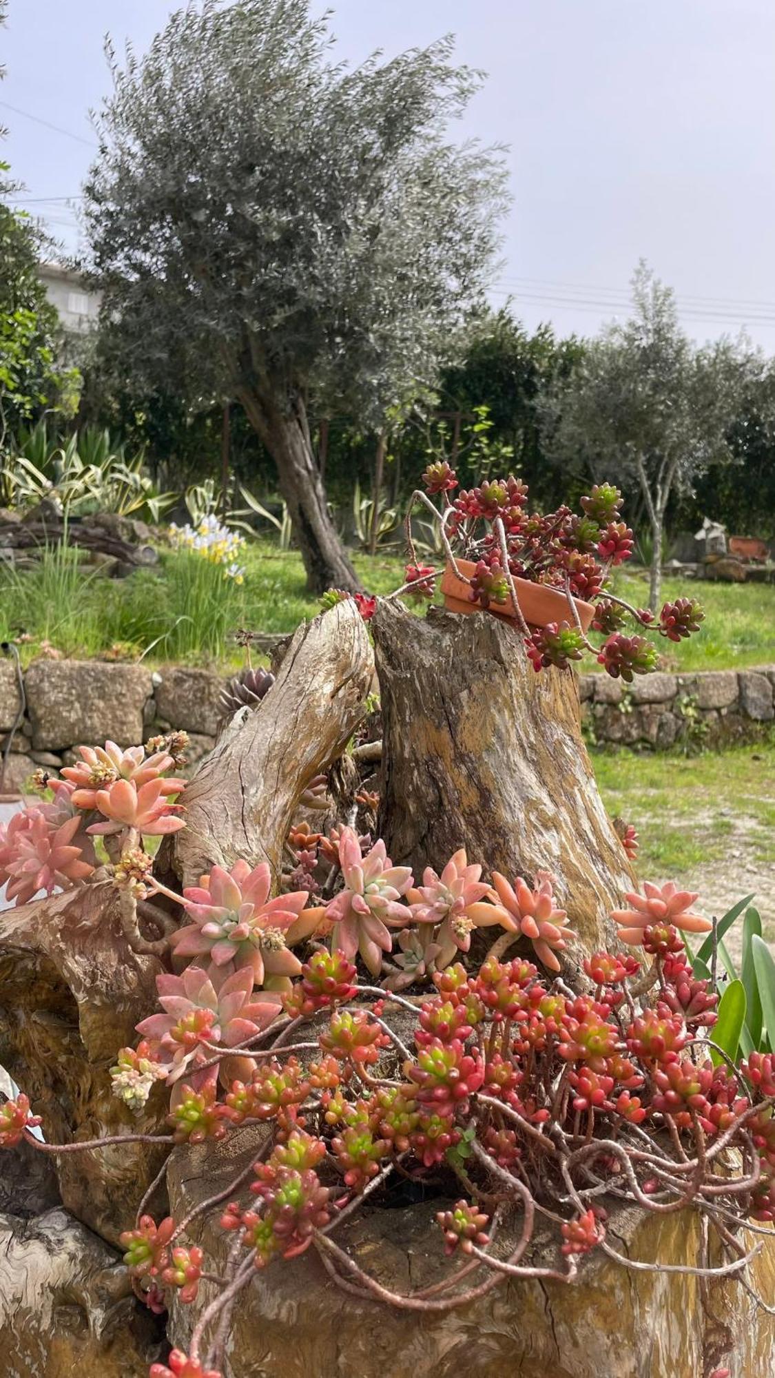 Quinta De Villasete Alpendurada Exteriér fotografie